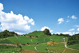 茶畑に囲まれたまち和束町　茶源郷ウォーク