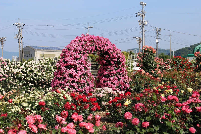 【岩国発】 母の日ミステリーツアー　日帰り1