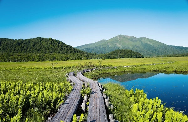 ベストシーズン　芭蕉咲く初夏の秘境　大自然を歩く尾瀬トレッキング　２泊３日1