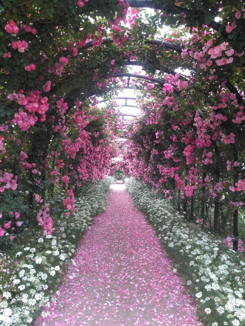 【豊後高田・宇佐・中津発】 600種・1,500株！西日本最大のバラドームASO MILK FACTORY＆阿蘇神社参拝とうまいもんランチ 日帰り2