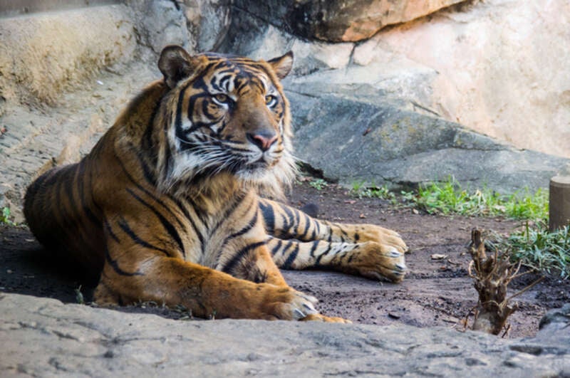 【茨城北部読売会 日立支部】国宝『迎賓館赤坂離宮』本館内部見学と日本でパンダを見られるラストチャンスかも？！上野動物公園 日帰り2