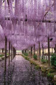 【富山県内発】 尾張津島 天王川公園の藤棚と津島神社参拝