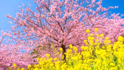 ＜Web割対象商品＞【キングツアーバス旅】ピンクの早咲き桜と菜の花の競演♪三浦河津桜と漁港直送！豪華9種海鮮丼＆いちご狩り食べ放題〔吉祥寺・新宿発〕1