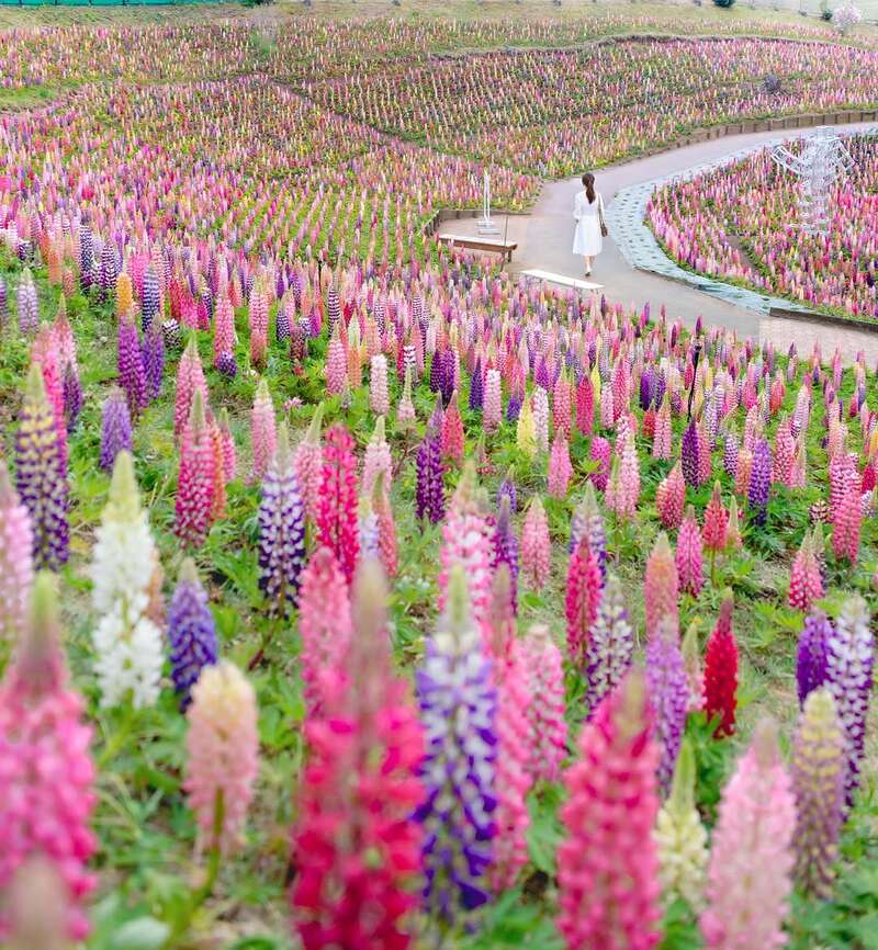 【千葉県内※銚子・茂原発着ルートを除く発】 宇都宮餃子＆佐野ラーメン うんめえ栃木２つのご当地ぐるめ食べ歩き♪ この時期だけの！本州最大級・3万本の春の丘ルピナスまつり　日帰り3