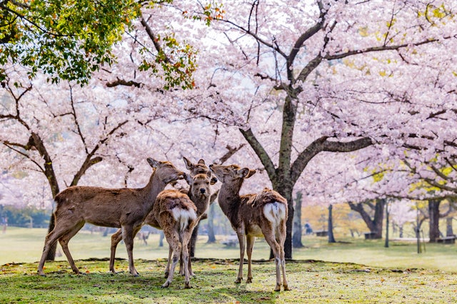 【山形空港発】 天下に名の知れた「吉野千本桜」～古都奈良の文化財　世界遺産めぐり～（３日間）3