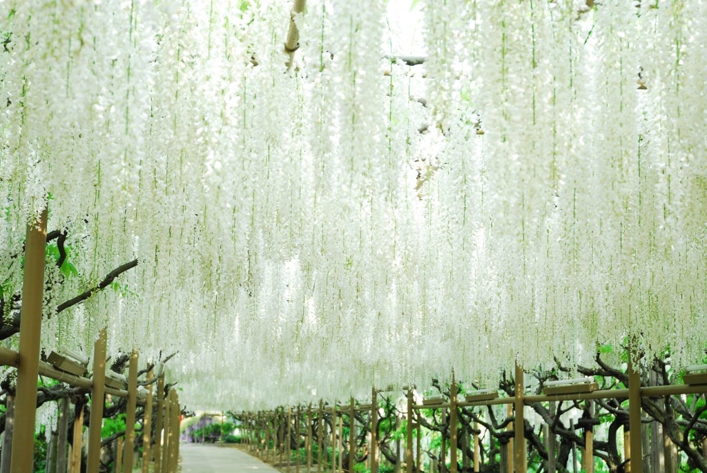 【仙台エリア発】 あしかがフラワーパーク「ふじのはな物語2026」と佐野厄除け大師  (日帰り）2