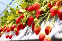 ◎WEB予約でリボンポイント３ポイント◎【木曽川・一宮発】＊日帰り昼食付＊『渥美半島いちご狩り＆菜の花まつりとイタリアン＆いちごスイーツビュッフェ』3