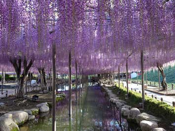 東洋一の藤棚！「天王川公園」と青のじゅうたん！「木曽三山公園」のネモフィラ 人気の2大花めぐり！【三日市・河内長野・富田林・藤井寺発】