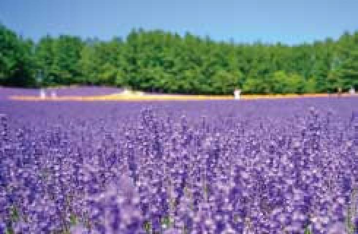 [札幌発]富良野の色彩豊かなお花畑鑑賞と美瑛の幻想的な青い池や大自然に囲まれたお洒落なニングルテラスを散策！ご昼食はご当地グルメ・オムカレーに舌鼓1