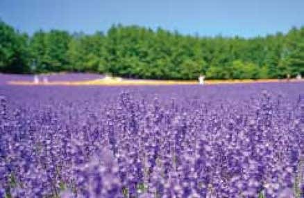 [札幌発]富良野の色彩豊かなお花畑鑑賞と美瑛の幻想的な青い池や大自然に囲まれたお洒落なニングルテラスを散策！ご昼食はご当地グルメ・オムカレーに舌鼓