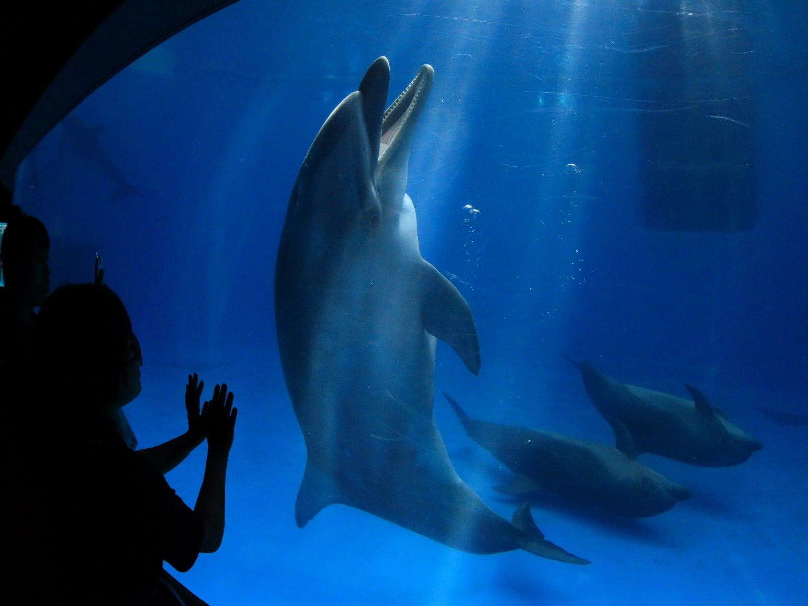 いおワールドかごしま水族館（Aquarium）とランチバイキング（Lunch Buffet）🐬日帰りバスツアー🚌2