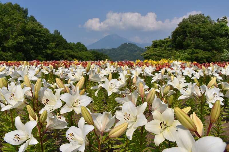 【新山口・防府・徳山発】 皆生温泉で大江戸三つ星バイキングと初夏の山陰５つの絶景・名所めぐり ２日間3