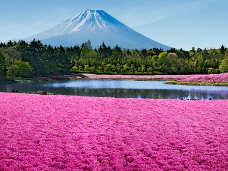 【新宿発】Ｗお花畑巡り！富士芝桜まつり＆花の都公園1