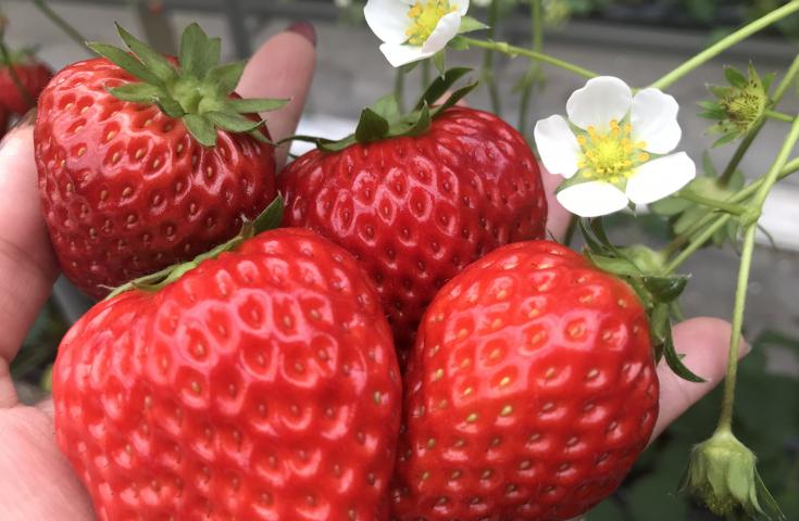 【早割30】[新宿発]夜空に打ちあがる『河口湖冬花火』鑑賞＆熱々『神戸牛しゃぶしゃぶ御膳』をご賞味、南アルプスの新名所fumottoでの買い物やチョコレートファウンテンも楽しめるイチゴ狩り食べ放題で満喫の日帰りバスツアー！2