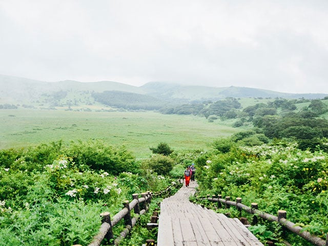 【名古屋発】■２０２６年６月１７日（水）■（相部屋）釜無ホテイアツモリソウ咲く「入笠山」と初夏の「八島湿原・霧ヶ峰」　１泊２日　♪名鉄の泊りハイキング2