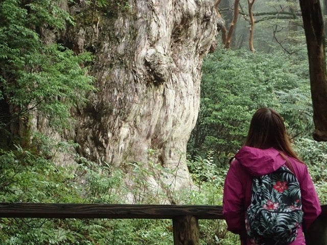 ■往復航空機利用！【ガイドと行く！縄文杉トレッキング<レンタル装備3点(リュック・登山靴・レインウェア)付>】2泊3日1