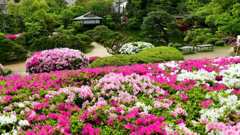 【JR福山駅発】GWに行く！約100万輪のネモフィラと相楽園のつつじ　日帰り2
