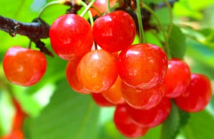 【早割30】＜一度やってみたかった！＞[新宿発]ぷるんっ♪と艶めくさくらんぼ狩り食べ放題＆桔梗信玄餅詰め放題体験、チーズフォンデ等ランチバイキングや老舗ワイナリーで試飲体験、映えスポット満載のふじさんデッキ等、日帰りバスツアー！