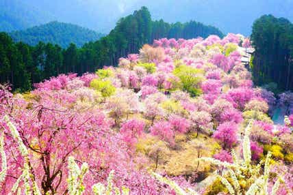 圧巻！その数1,000本！枝垂れ桜「天空の花園 高見の郷」2時間滞在と波瀬の水芭蕉＆約50万株の馬見チューリップ【三日市・河内長野・富田林・藤井寺発】