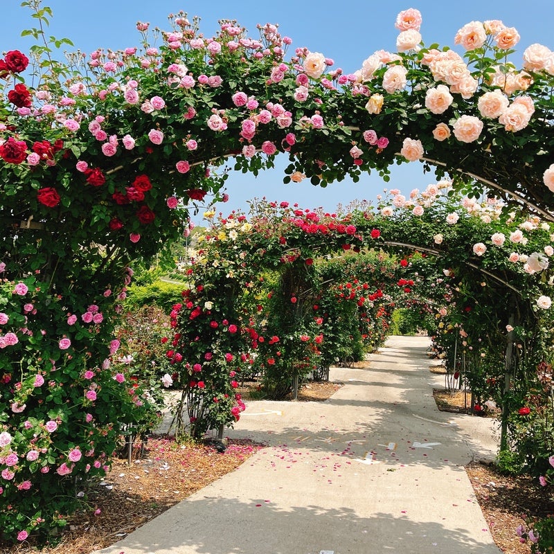 【柳川・みやま・羽犬塚・西鉄久留米発】 料理長こだわりの全11品創作和会席を食す！皐月晴れミステリーツアー　日帰り2