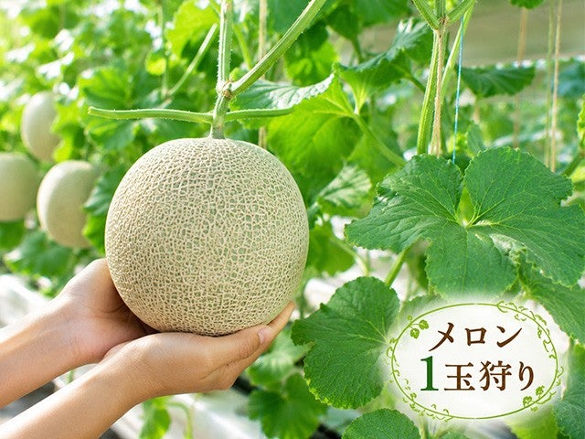 ■＜日本テレビ｜ヒルナンデス！にて紹介コース＞【静岡】贅沢の極み！浜焼き食べ放題×マスクメロン1玉狩り！大人気スポット『伊豆・村の駅』＆活気あふれる『沼津港』でお買い物♪　1