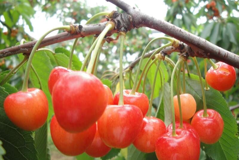 【栃木県内発】 標高1550ｍの湖畔に佇む高原リゾートに宿泊！めろめろメロン＆サクサクさくらんぼミステリー1