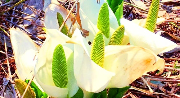 ＜新宿発・西船橋発＞ ベストシーズン到来！水芭蕉咲く 遥かな尾瀬 と 新緑の裏磐梯・神秘の五色沼ハイキング ２日間　【週末土曜発】【1名参加ok】2