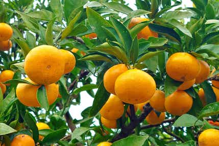 本場の有田みかん狩り食べ放題と紀州おっきな富有柿狩り体験【泉佐野・熊取・岸和田発】