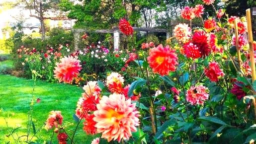 ＜Web割対象商品＞【キングツアーバス旅】本格英国庭園 蓼科高原バラクライングリッシュガーデン 英国王直属の海兵軍楽隊「ロイヤル・マリンズ・バンド」〔調布・聖蹟桜ヶ丘発〕3