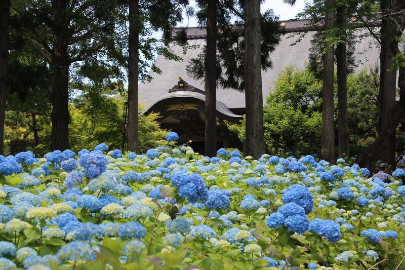 【岩手県内発】 雲昌寺のあじさいと男鹿のなまはげ館　日帰り1
