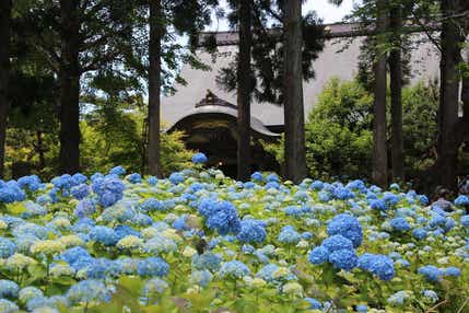 【岩手県内発】 雲昌寺のあじさいと男鹿のなまはげ館　日帰り