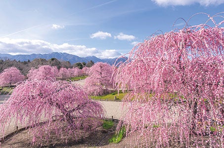 *(三宮)日本最大級しだれ梅「鈴鹿の森庭園」ブランド苺のお持ち帰り!酒蔵カフェ近江牛鉄板焼きフルコース三重日帰り　驚きと感動が止まらないこの時期だけの日本の美1