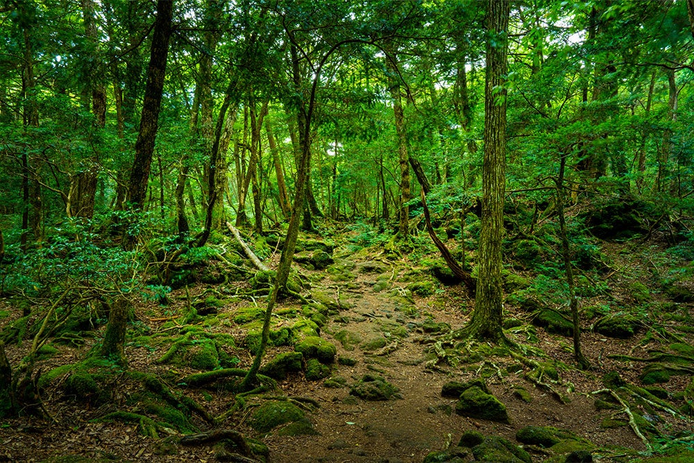 青木ヶ原樹海「富士風穴」バスツアー
～レンタル・温泉入浴付き～1