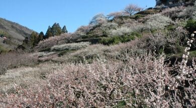 阿川梅の里と神山温泉いやしの湯1
