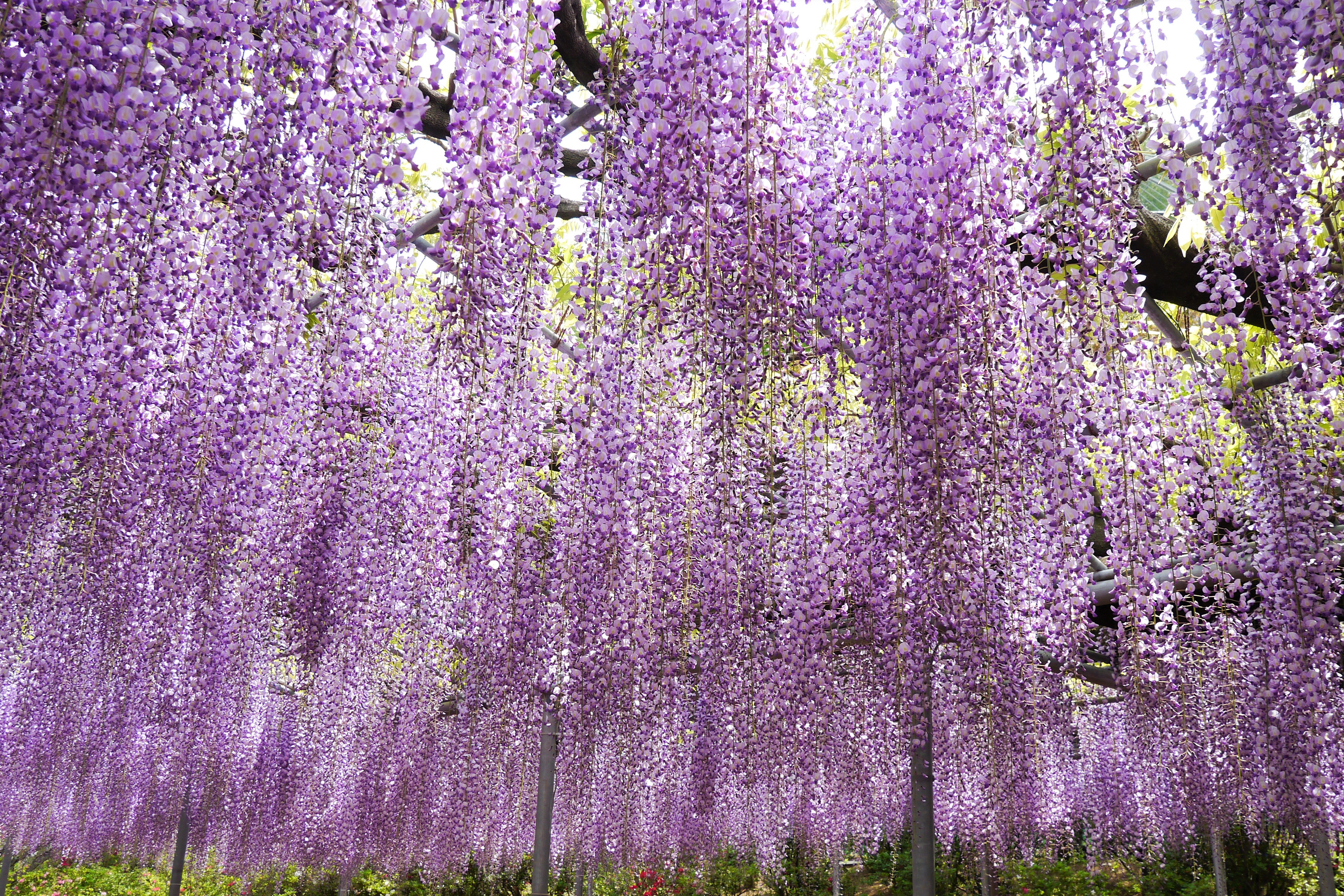 ★5/15 催行決定★【横浜発】宝徳寺床もみじと大藤まつり 神秘的な美しさ宝徳寺床もみじ特別公開とあしかがフラワーパーク「ふじのはな大藤まつり」鑑賞2