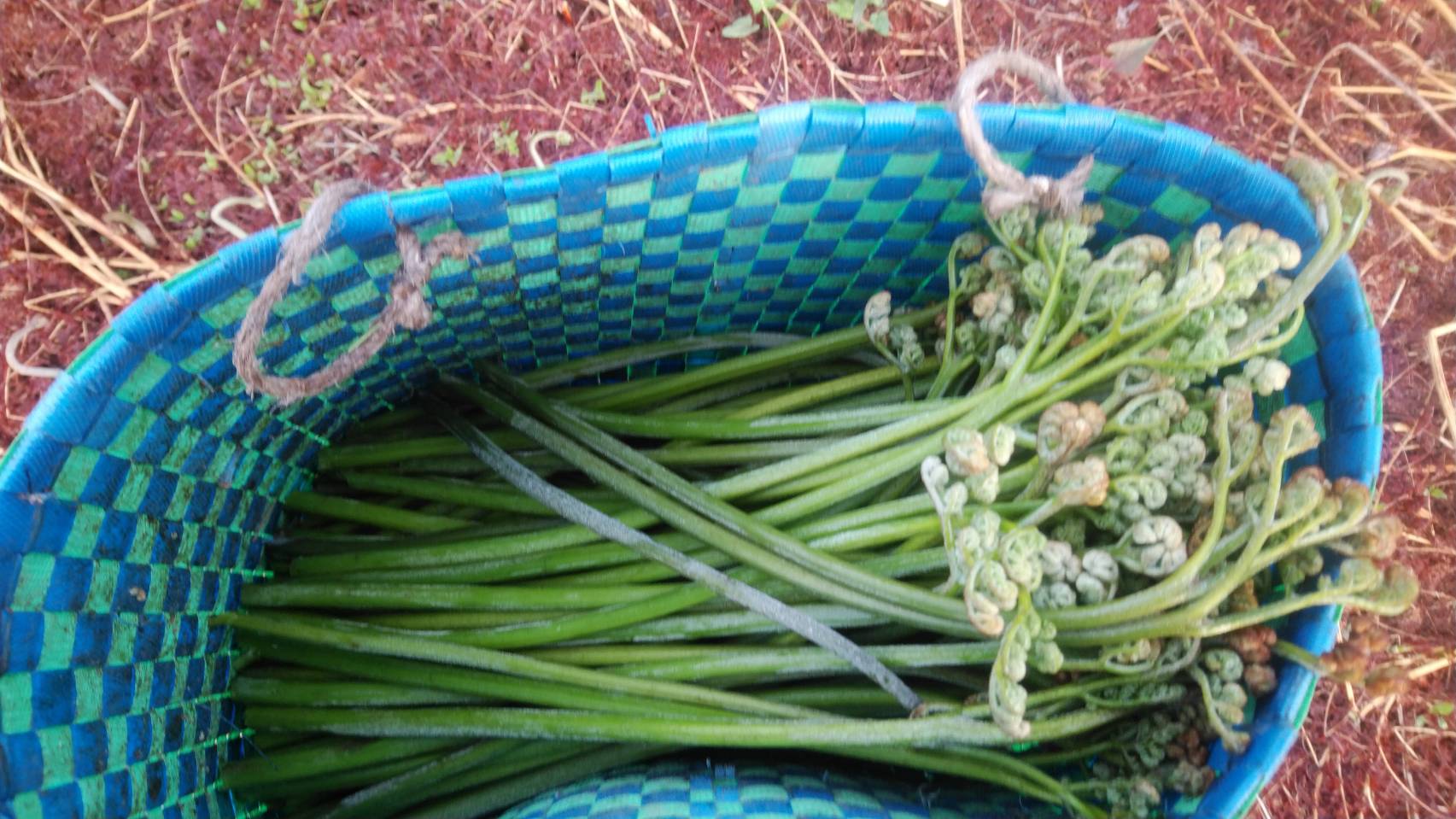 【宮城県内発】 生産量日本一の山形・小国わらび採り放題＆持ち帰りと南陽のバラまつり（日帰り）2