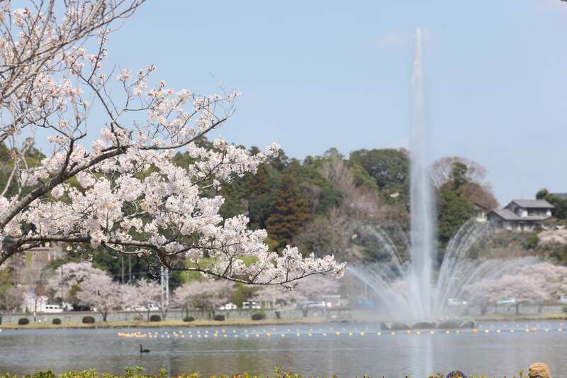 【栃木県内発】 ときめく春が来た！桜舞う！春爛漫ミステリーツアー　日帰り2