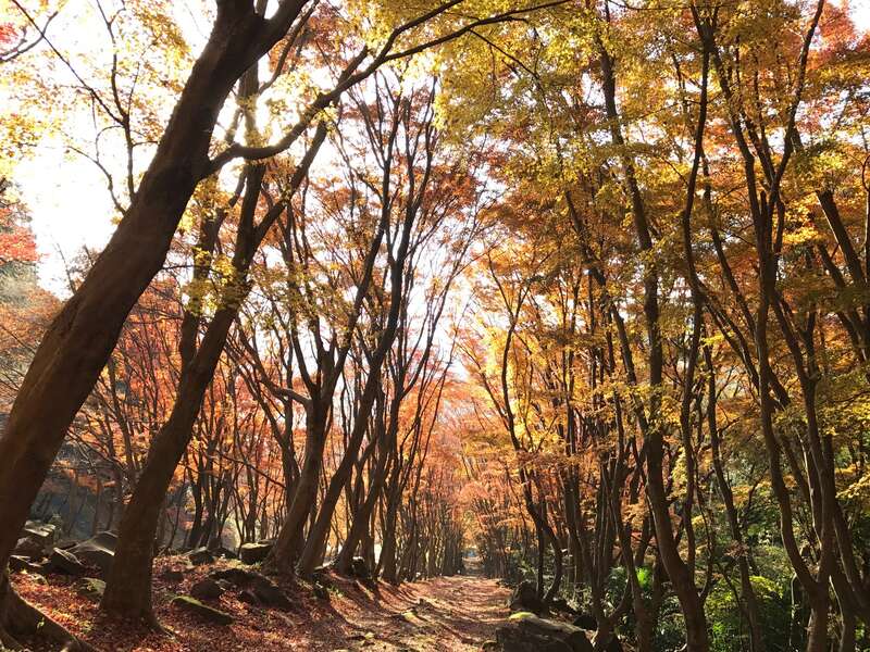 【下関・新下関発】麻生大浦荘紅葉特別公開と河内藤園・紅葉トンネル　日帰り2