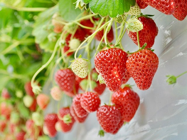 ■＜「Ｎスタ」「プチブランチ」などで紹介されました！＞【群馬】カニ食べいこう＜第3弾＞これでもか！カニ尽くし食べ放題＆いちご狩り食べ放題＆伊香保温泉石段街を散策♪2