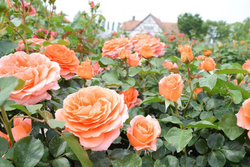 【福知山駅・綾部駅発】母の日ミステリー2