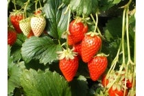 【刈谷・知立発】＊日帰り昼食付＊『久能山石垣いちご狩りと久能山東照宮』1