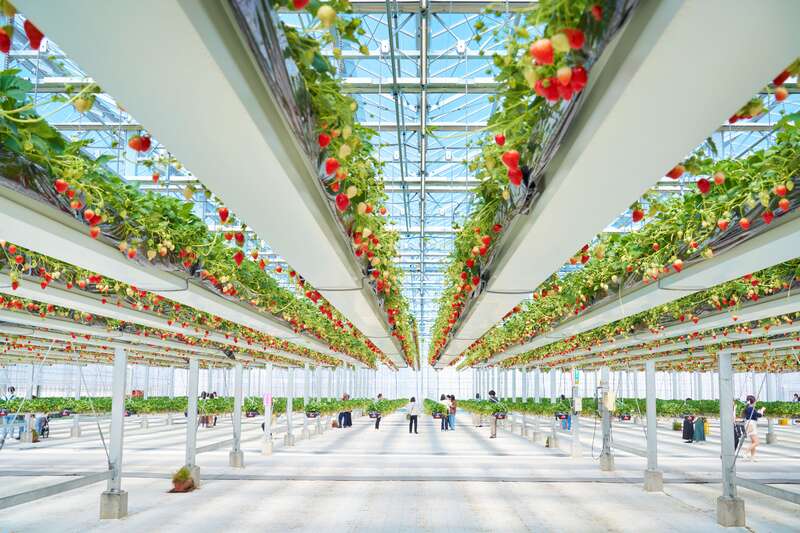 【千葉県内発】 春の風物詩！水戸偕楽園梅まつり ～TVで何度も紹介される話題の空中いちご園でいちご狩り食べ放題～1