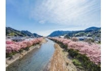 3月以降の出発 1名参加OK!【名古屋駅西口・エスカ地下街発】*1泊4食付*『河津桜まつり&修善寺梅林 伊東温泉(ラヴィエ川宿泊)』