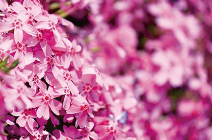 西船橋発 ネモフィラとみさと芝桜まつり&縁起だるま発祥の地 少林山達磨寺 日帰り 東京トラピックス初登場!みさと芝桜公園へご案内♪