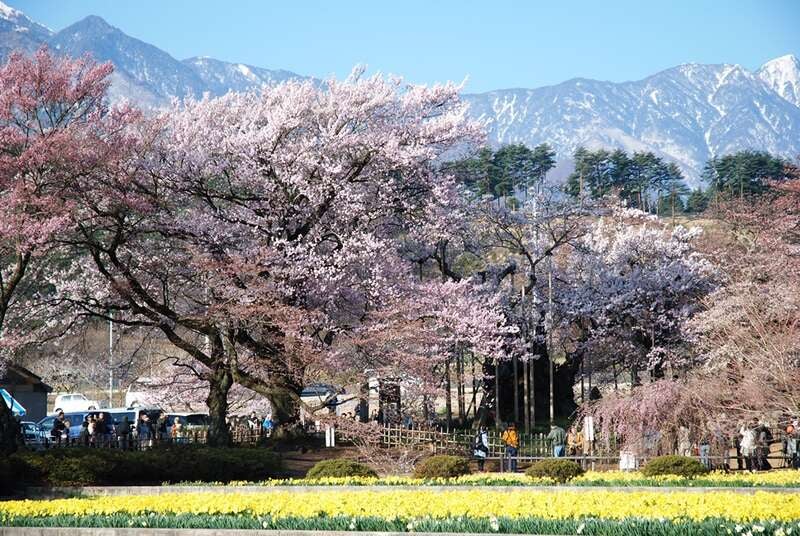 【岩手県・新幹線駅（盛岡駅～一ノ関駅）発】 SNS映え「富士山」「五重塔」「さくら」の絶景スポット 「新倉富士浅間神社」と甲州さくら街道2日間3