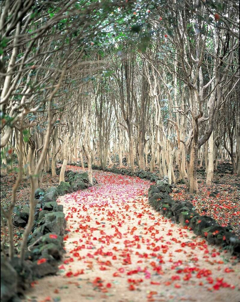 【JR広島駅発】須佐で男命イカを食す♪笠山椿まつりと河津桜　日帰り3