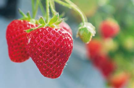 【博多/基山発着】熊本名物あか牛丼といちご狩り食べ放題(30分)・草枕温泉てんすい入浴 日帰り