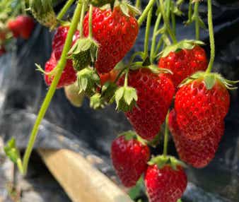 【和歌山県内発】 年度末決算市　ハーベストの丘ランチバイキング＆あま～いいちご狩り食べ放題　日帰り