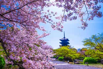 【大宮駅・熊谷駅・高崎駅発】 往復新幹線（大宮駅～上田駅間）指定席利用！桜咲く京都5景めぐりと桜の名城5選『彦根城・犬山城・松本城・長浜城・墨俣一夜城』3日間