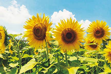 【羽田空港発着】幻の花「サガリバナ」観賞　～絢爛たる花の二重奏～　10の絶景　宮古諸島3日間